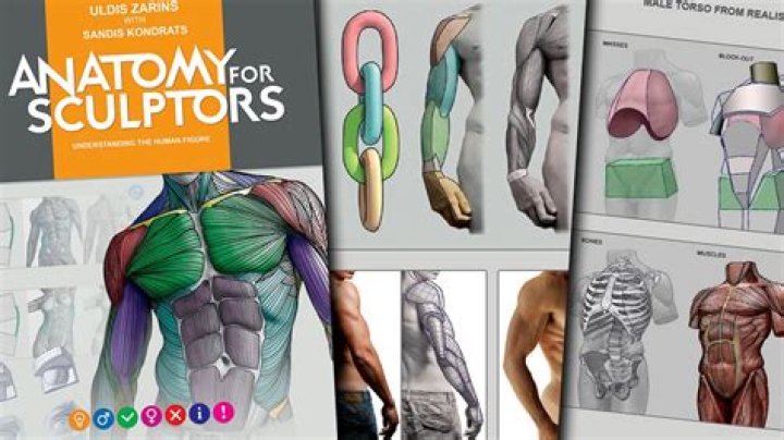 The Ultimate Guide To Tyla Proportions: Empowering Sculptors And Artists